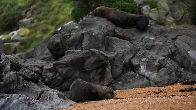 A sealskin lies on the sand on the background of stones. Shevelev.