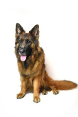 Long coat German Shepherd red and black isolated on white background 