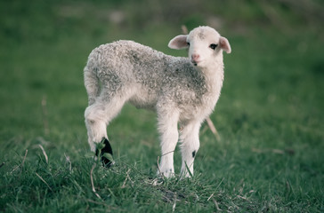 Fototapeta premium portrait of cute little lamb grazing in green spring meadow