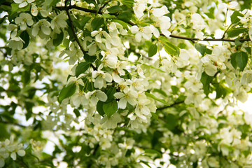 Background of flowers of apple