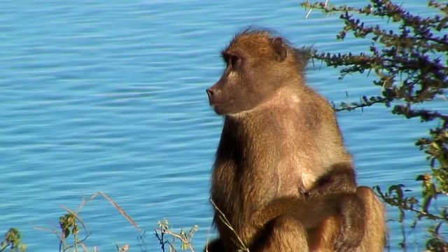 Close-Up: Baboon Looking at Hair Near River
