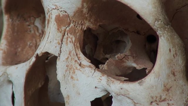 Close-Up: Eyes, Nose of Skull