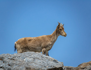 Naklejka na ściany i meble Mountain goat on the top of the rock