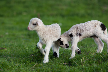cute little lambs playing in green spring meadow