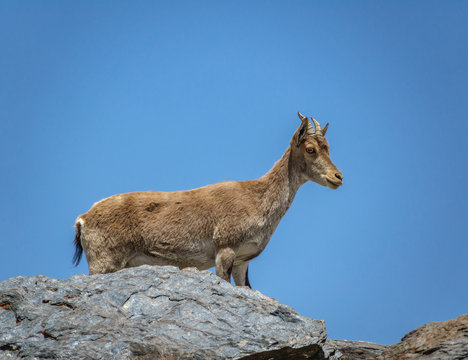Mountain goat on the top of the rock