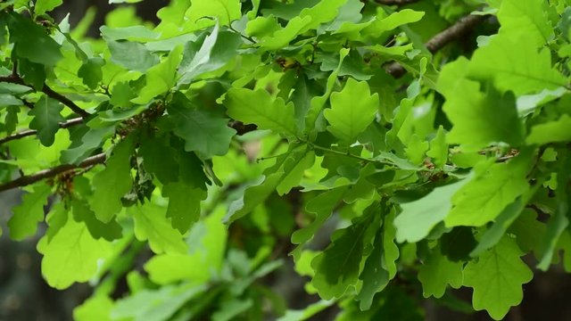 Close-up of the branches of Quercus robur oak with green leaves and inflorescences growing in foothills of Caucasus