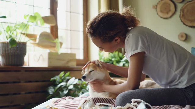 Pretty young mixed race lady is patting lovable shiba inu dog sitting on bed in bedroom with large windows and modern interior. People and animals concept.
