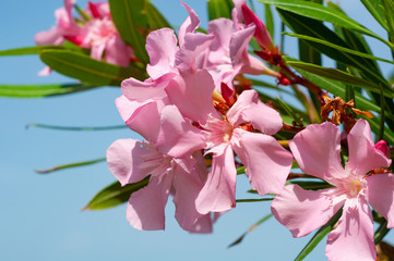 Blooming flowers of pink oleander