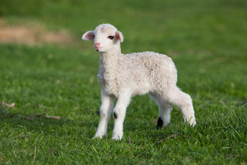 Obraz premium portrait of cute little lamb grazing in green spring meadow