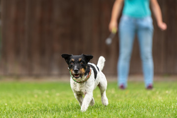Jack Russell Terrier. Dog is sent away by dog handler to the front