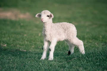 portrait of cute little lamb grazing in green spring meadow