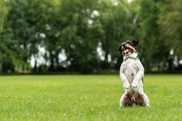 Jack Russell Terrier male. Dog is sitting on hind legs in front of green background on a meadow 