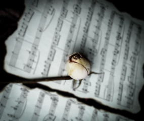 concept of time.yellow rose on the music sheet