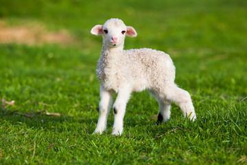 Naklejka premium portrait of cute little lamb grazing in green spring meadow