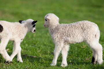 Obraz premium cute little lambs playing in green spring meadow