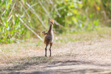 sandhill crane baby