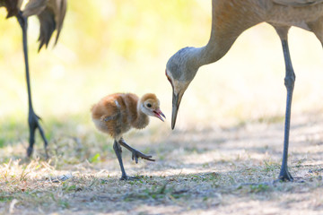 sandhill crane baby