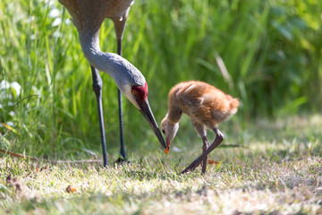 sandhill crane baby