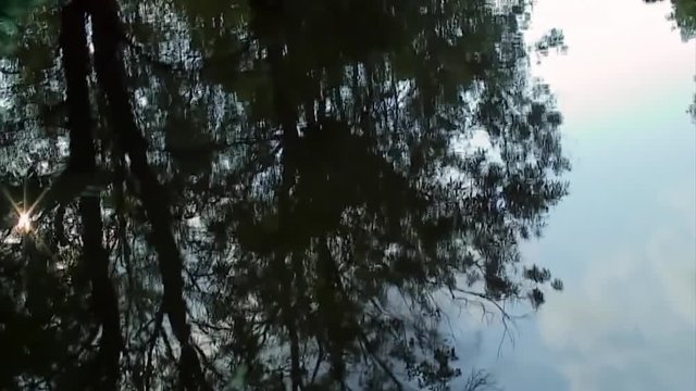 Sun Reflection Tilt up To River Jungle