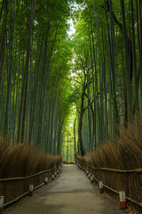 Bamboo forest, Japan