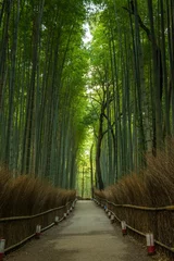 Crédence de cuisine en verre imprimé Bambou Forêt de bambous, Japon