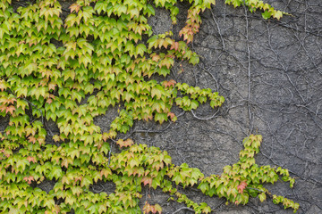 Ivy covered wall