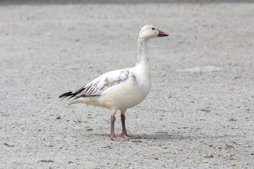 white snow goose