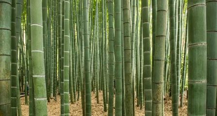 Crédence en verre imprimé Bambou Forêt de bambous, Japon
