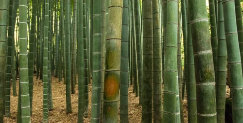Papier Peint photo autocollant Bambou Forêt de bambous, Japon