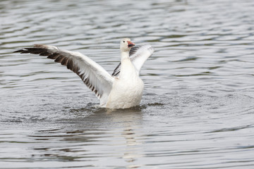 white snow goose