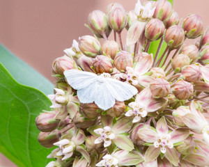 White butterfly on a cluster of pink milkweed flowers. Butterfly with wings spread landed on a bunch of small round pink and red blossoms. 