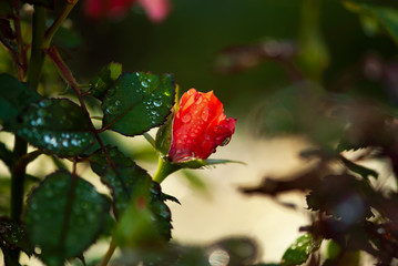 Opening Dew Covered Rose Bud