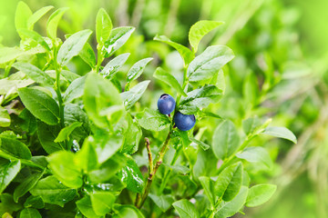Bush of a ripe bilberry closeup.  Bush berries high in the mountains
