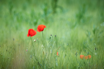 Naklejka premium Common poppy (Papaver rhoeas)