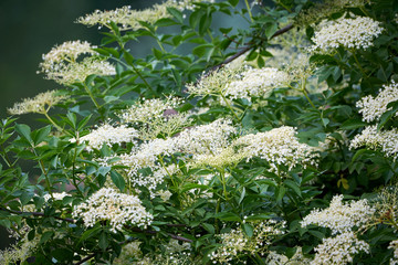 Elderberry flower (Sambucus)