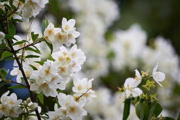 Jasmine flower (Jasminum)