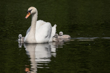 Obraz premium Mute swan baby