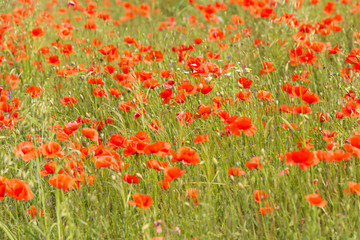 a fields full of blooming red poppies
