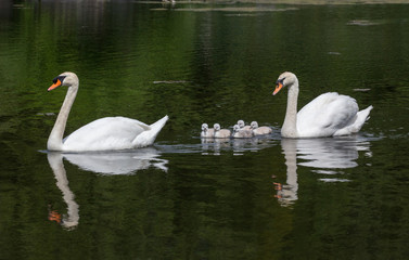 Mute swan baby