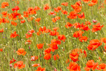 a fields full of blooming red poppies