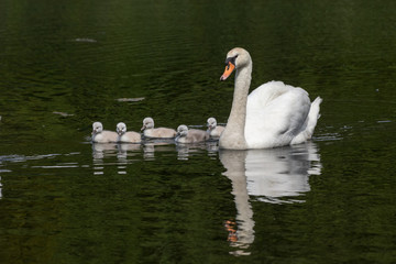 Mute swan baby