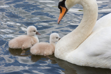 Mute swan baby © Feng Yu