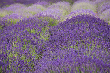 Naklejka na ściany i meble flourishing fields of lavender