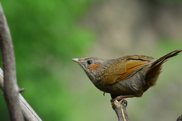 Streaked Laughingthrush in uttrakhand india