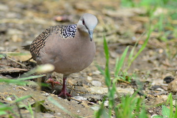 Spotted dove in uttrakhand