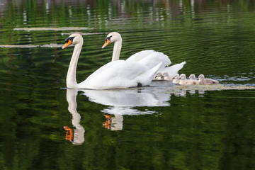 Mute swan baby