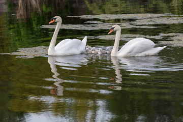 Mute swan baby