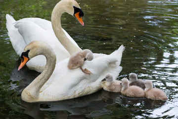 Mute swan baby © Feng Yu