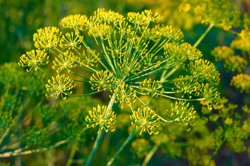 Yellow dill plant and flower as agricultural background sunset. Fresh green fennel - obrazy, fototapety, plakaty