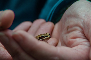 Teacher holds small wood frog in hands